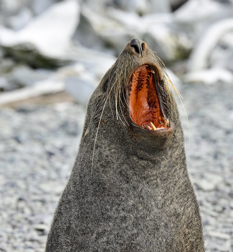 Wildlife Expeditions